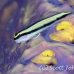 goby_sharknose_lr_gc_h_0034_cay3922.jpg